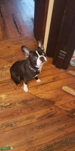 Black and White Boston Listing Image