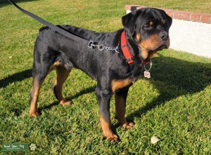 AKC - Serbian Rottweiler  Listing Image