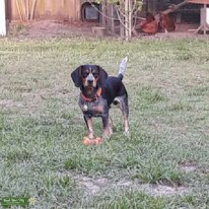 Mississippi Thunder Bluetick Beagle Listing Image