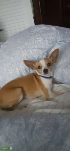 Stud chihuahua Listing Image