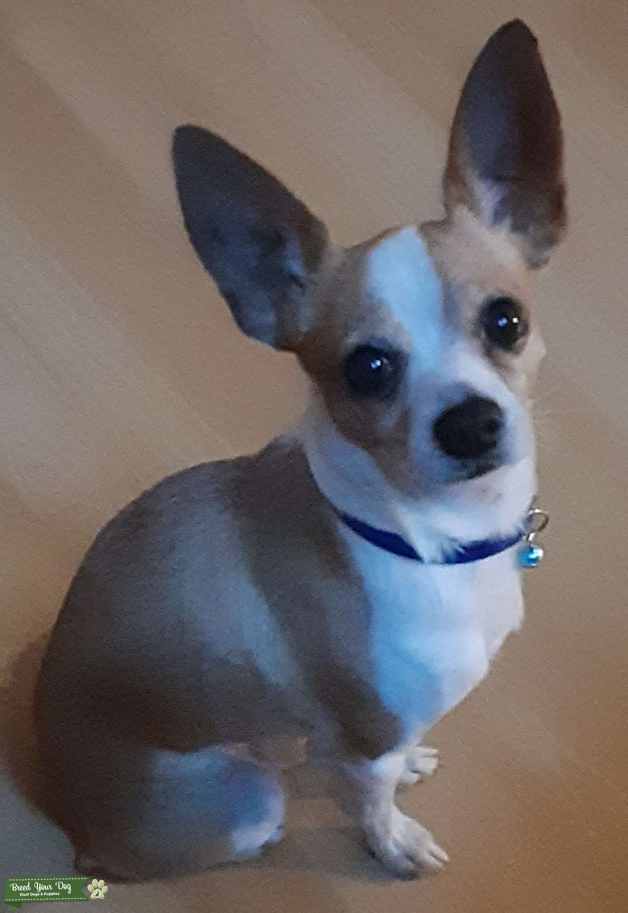 Stud chihuahua Stud Dog in Florida, United States Breed Your Dog