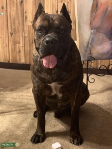 Brown brindle male Listing Image