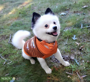 Pomeranian stud Listing Image