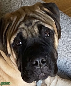 Gentle Giant Bullmastiff Listing Image