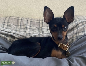 1 year old Min Pin Listing Image