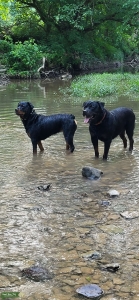  Rottweiler no papers  Listing Image