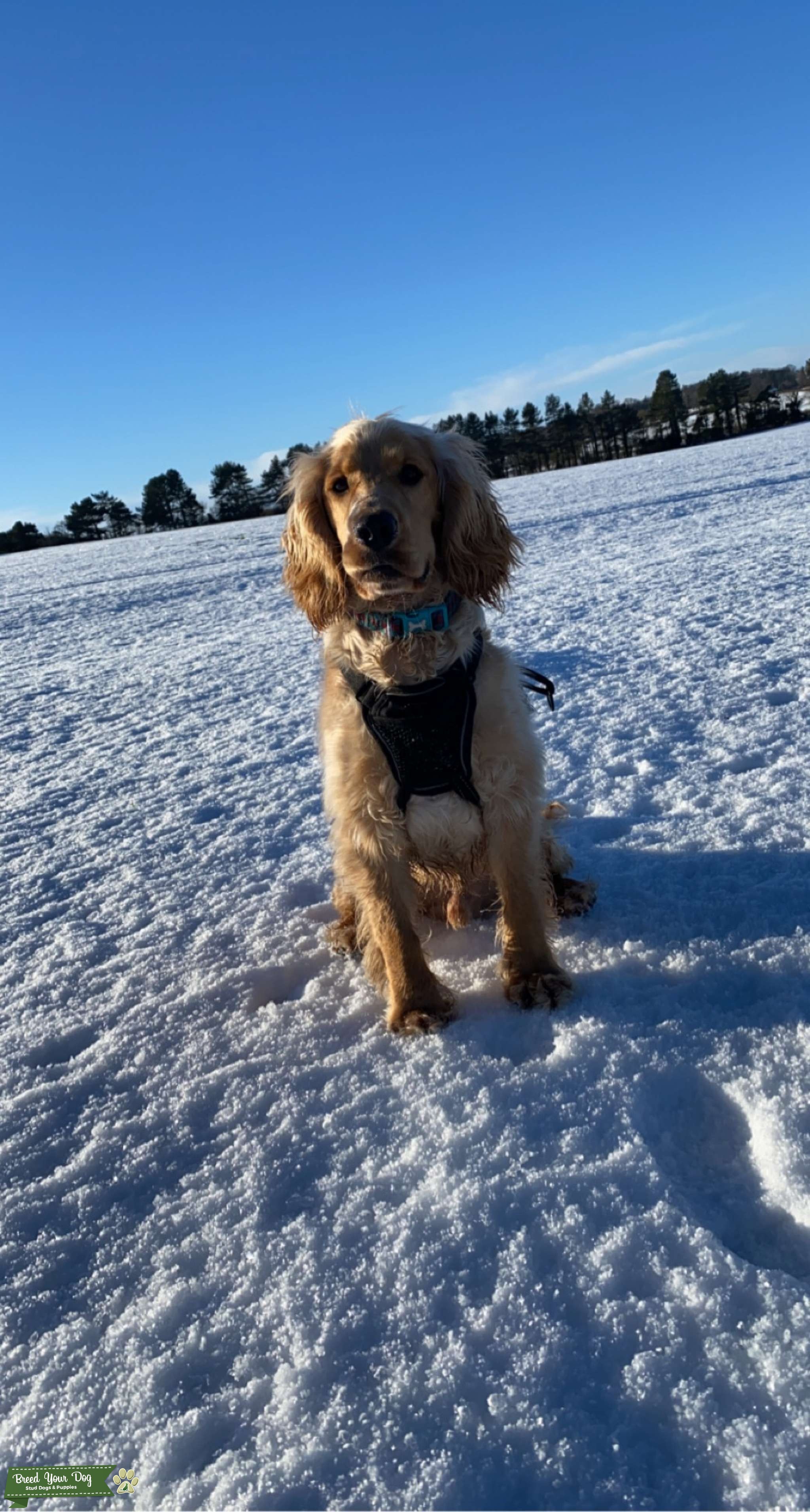 Stud cocker spaniel Stud Dog in East Lothian , the United Kingdom