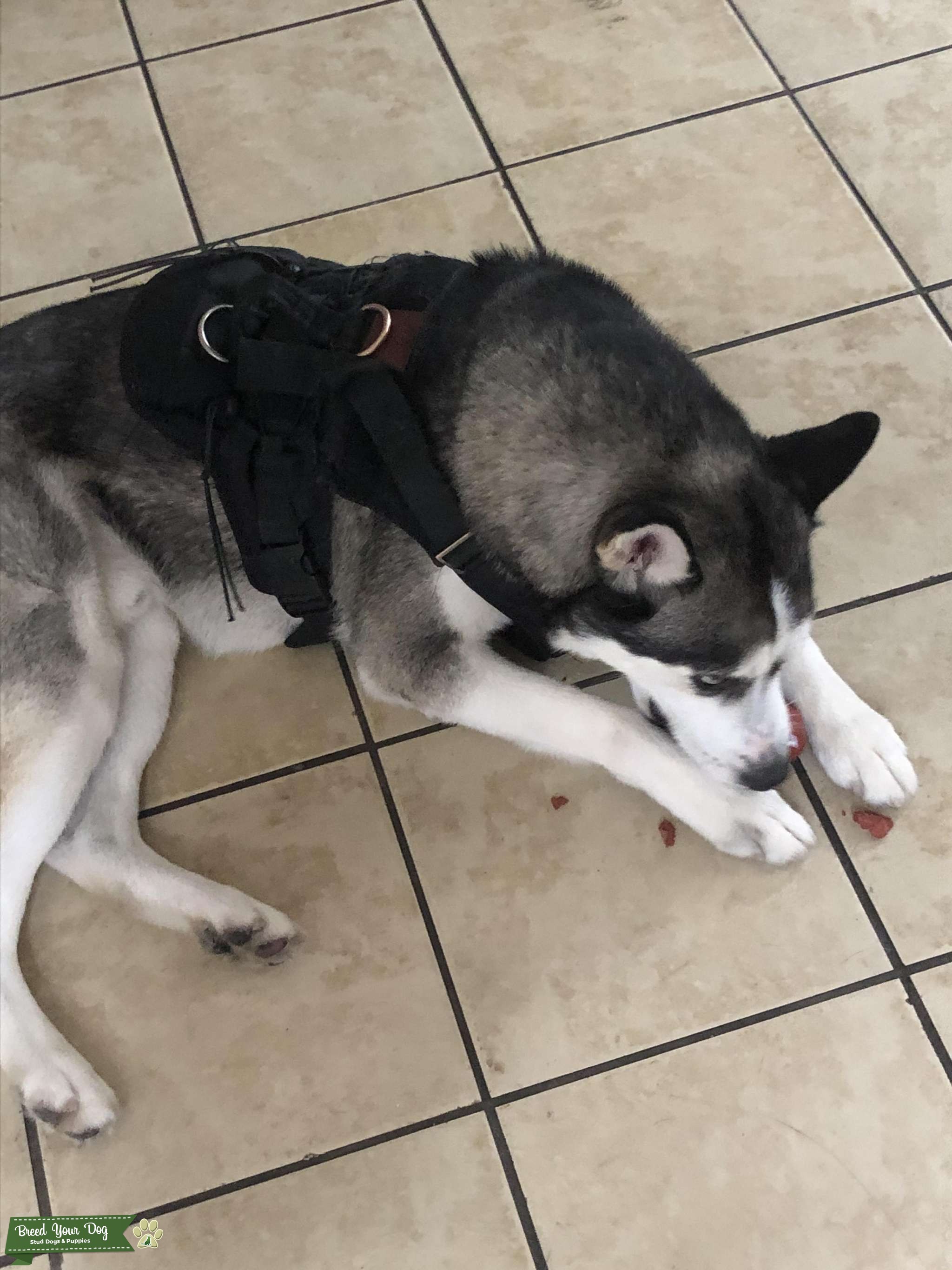 Husky Stud Dog in Rhode Island , United States Breed Your Dog