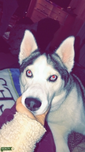 Looking for female husky or Shepherd  Listing Image