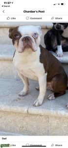 Red Boston Terrier Stud Listing Image