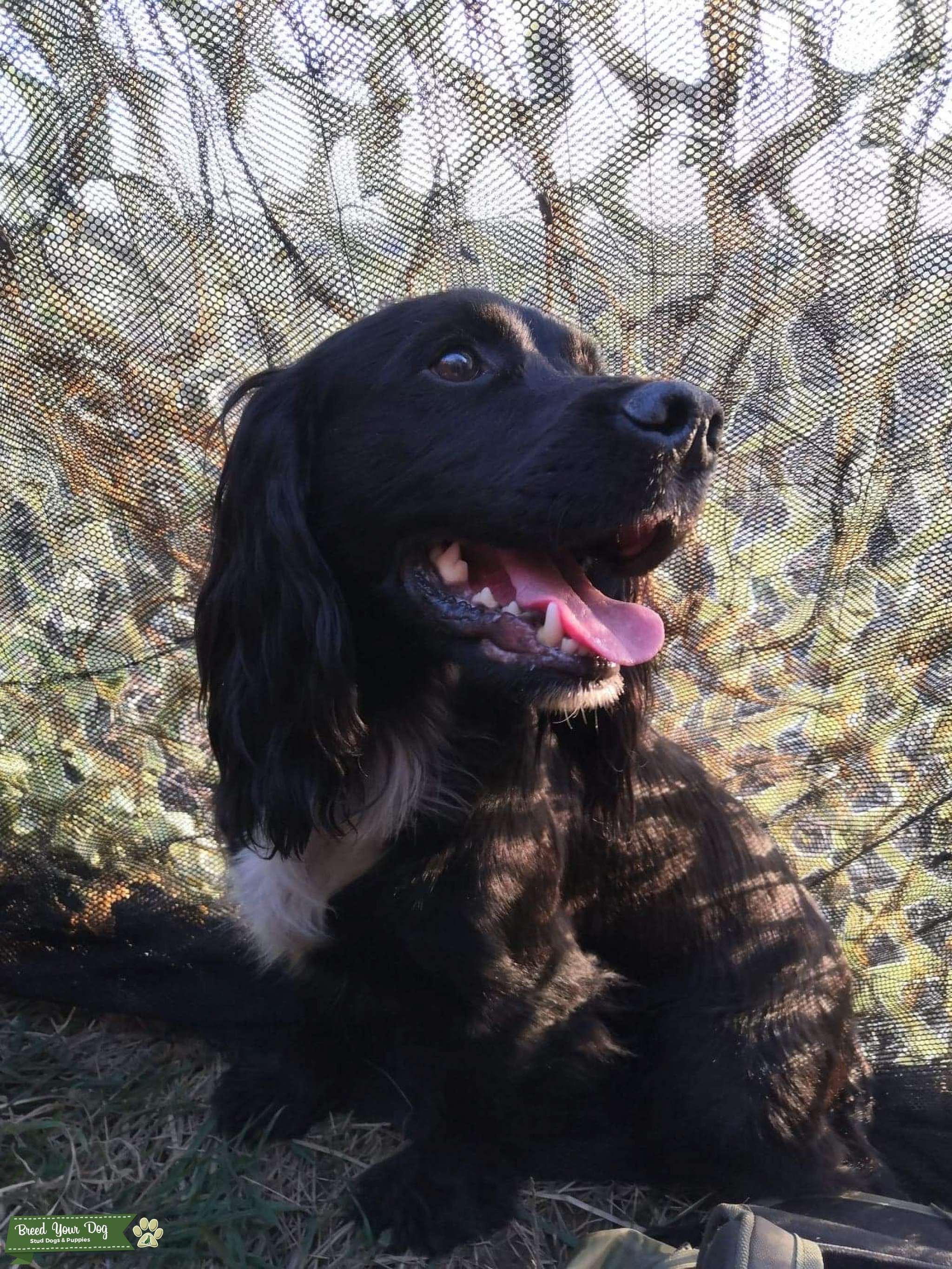 Working cocker spaniel Stud Dog in Cornwall, United States Breed Your Dog