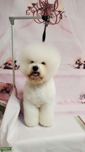 Pure-Bred Bichon Frise Listing Image