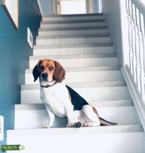 Purebred Beagle  Listing Image