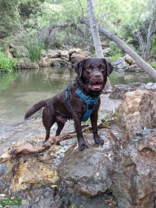 Handsome AKC Chocolate Labrador for stud Listing Image