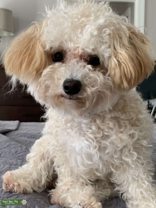 maltipoo Listing Image