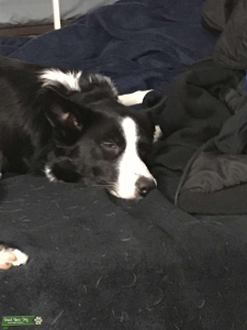 Chiron the Border Collie Listing Image