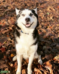 Looking for a pure breed Siberian husky  Listing Image