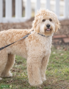 F2b mini Goldendoodle for stud Listing Image