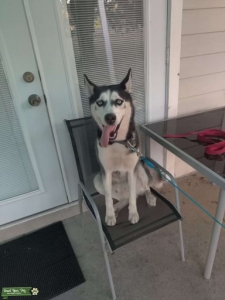 Siberian Husky for breeding Listing Image