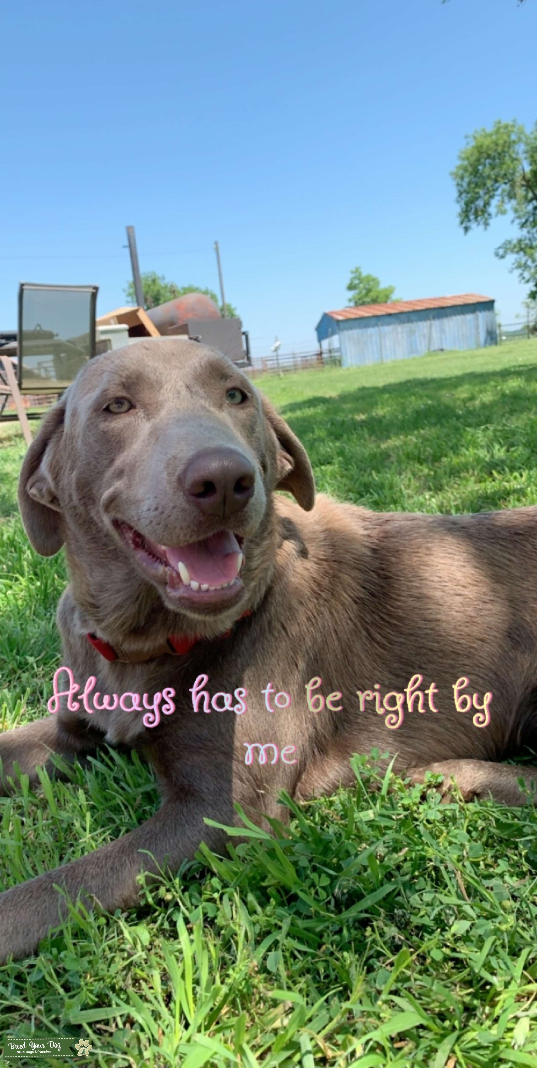 Female silver lab Stud Dog Texas Breed Your Dog