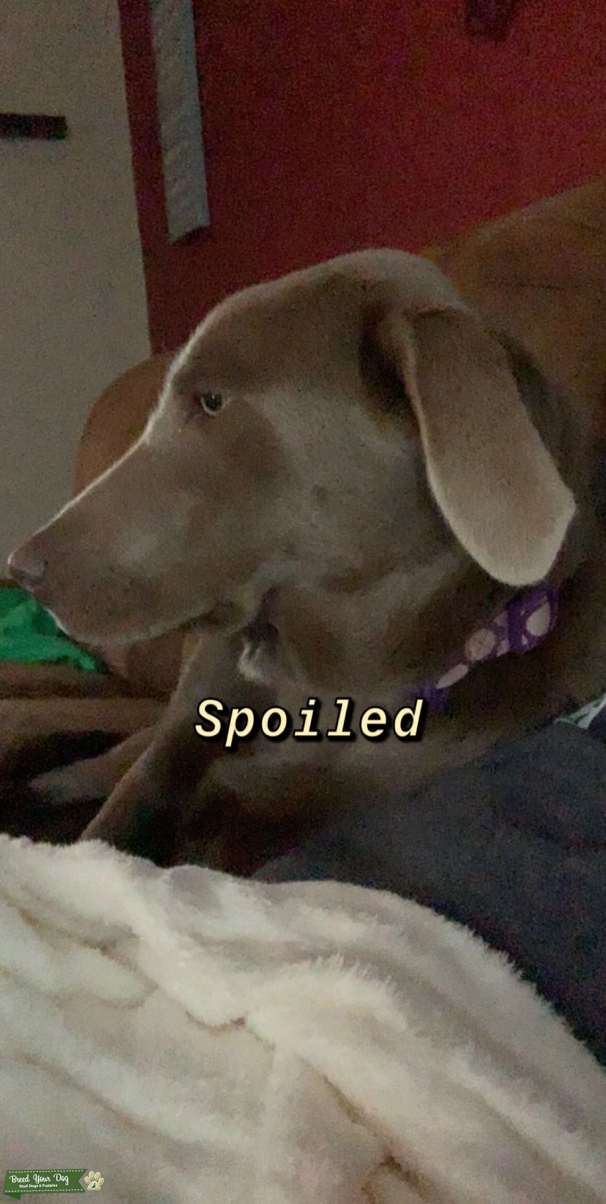 Female silver lab Stud Dog Texas Breed Your Dog