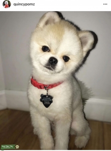 Teddy Bear Pom Stud Listing Image