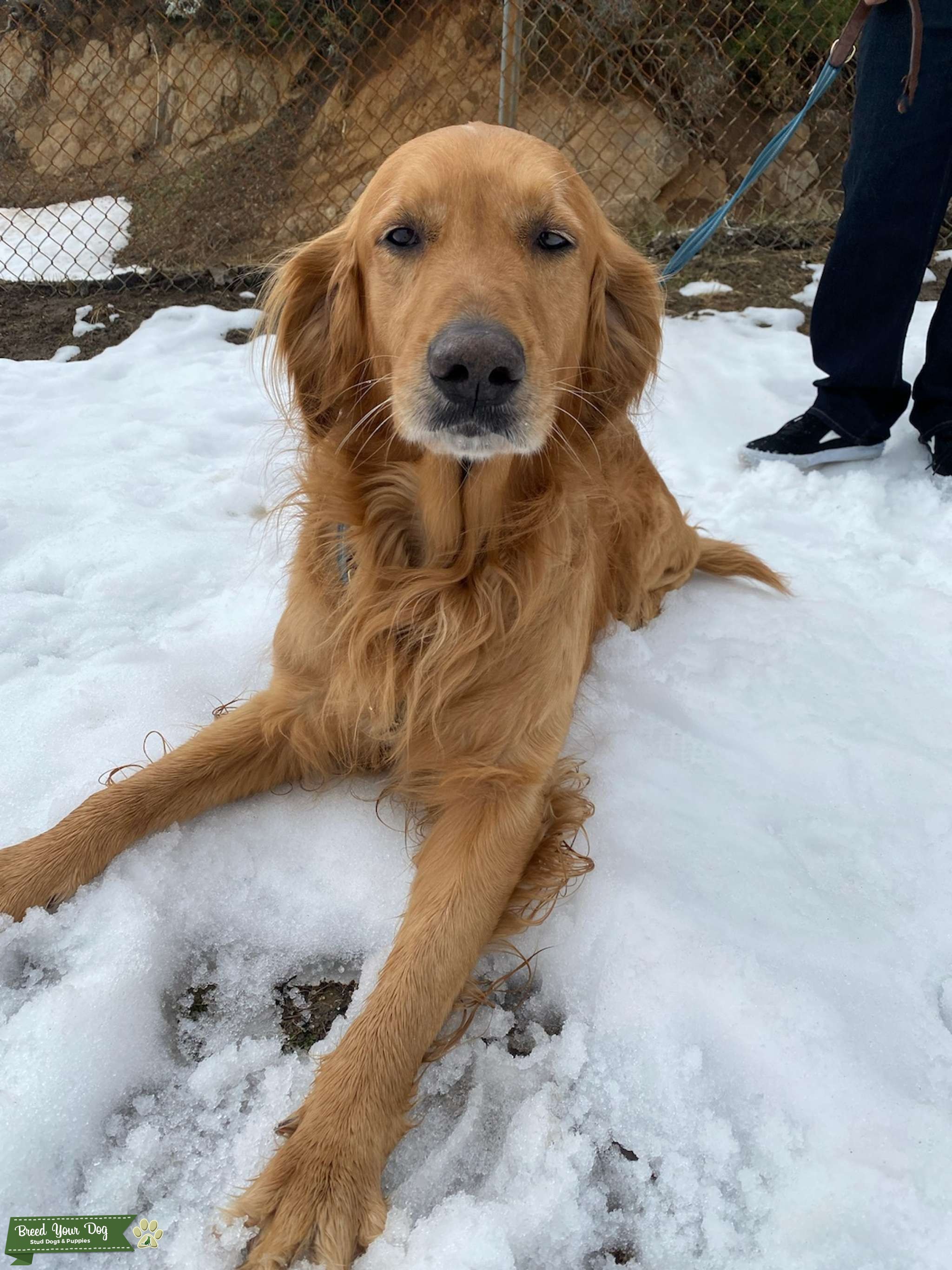 True stud Golden Retriever Stud Dog in California, United States