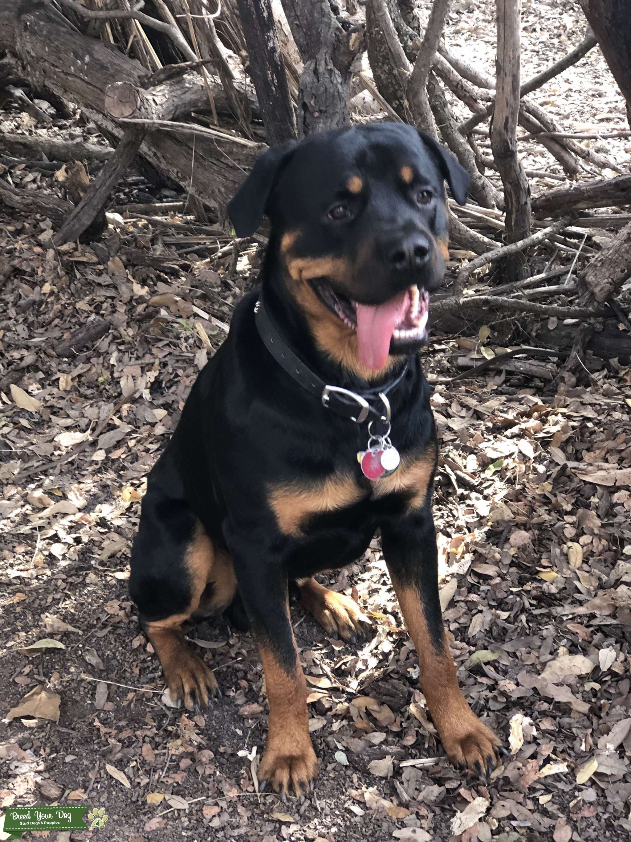 Black/ mahogany Rottweiler - Stud Dog in Texas, Australia | Breed Your Dog