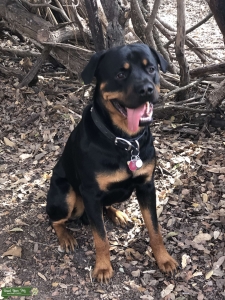 Black/ mahogany Rottweiler  Listing Image