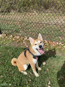 Shiba inu stud Listing Image
