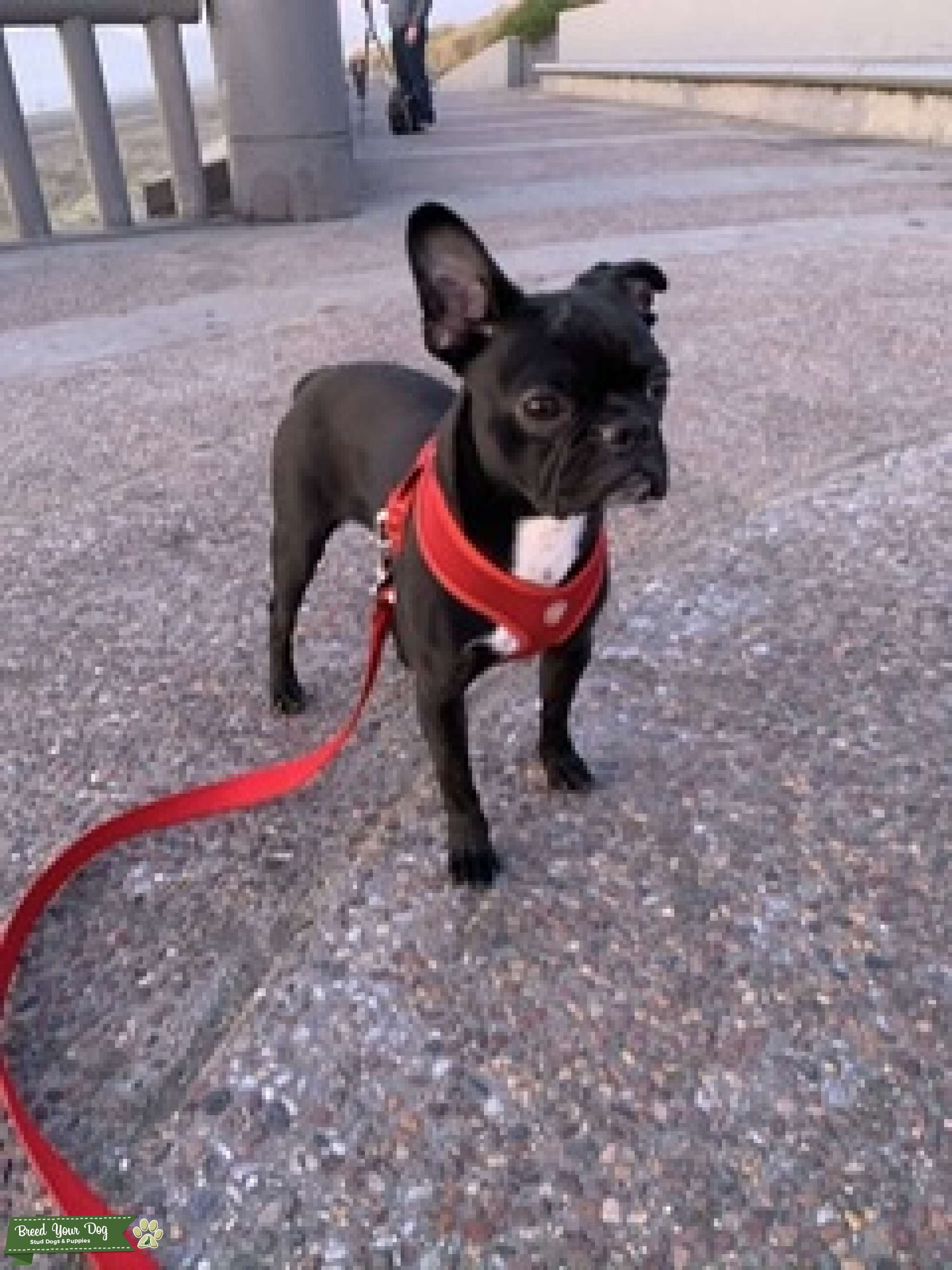 Handsome Prince Bugg Stud Dog in Northern California , the United States Breed Your Dog