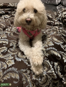 Looking for a Male Maltipoo to breed pups Listing Image