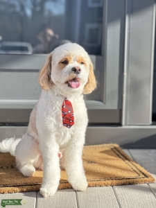 F1 Blenheim Cavapoo Listing Image