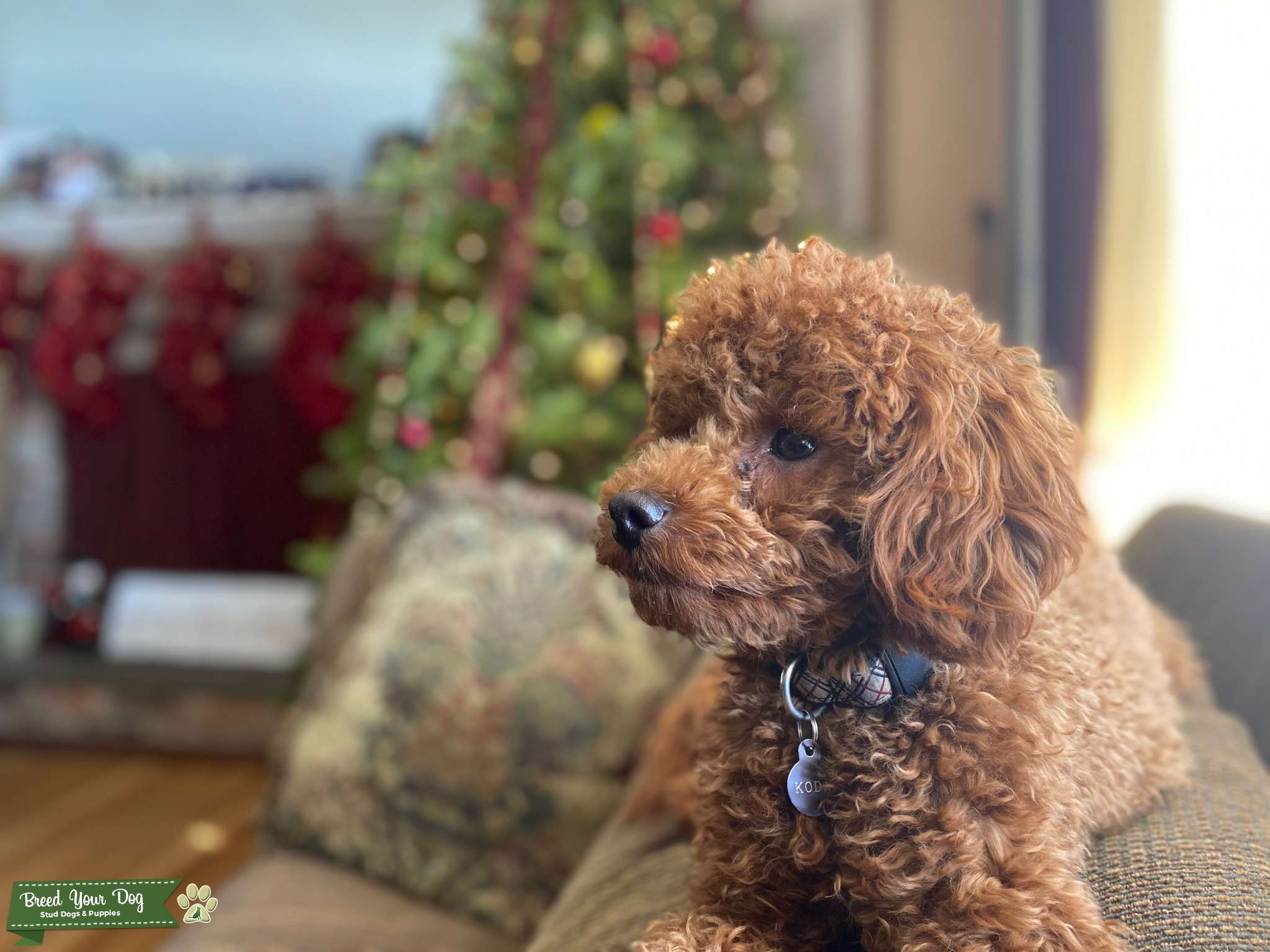 Apricot Miniature Poodle Stud Dog in Maryland, the United States