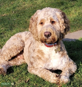 F1 Clumberdoodle Listing Image