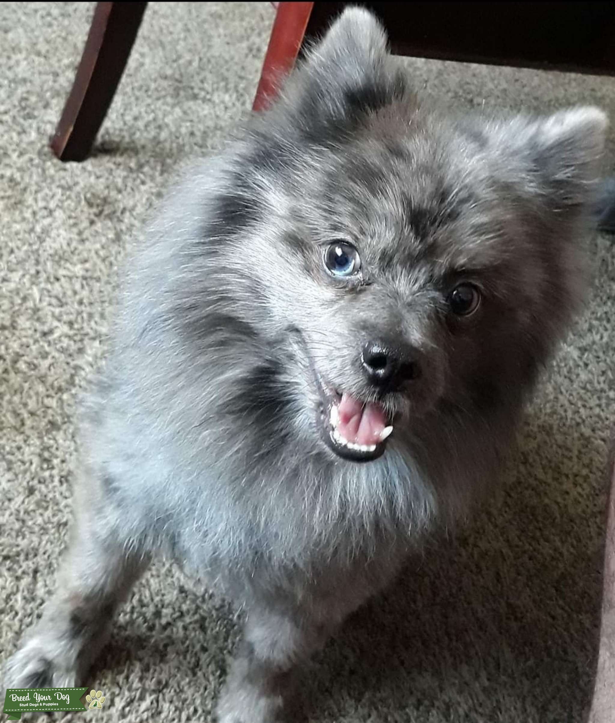 spitz blue merle