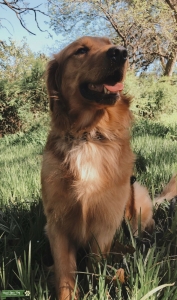 AKC Dark Red Golden Retriever  Listing Image