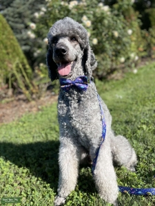 Standard poodle stud Listing Image