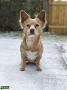 Pithuahua Listing Image