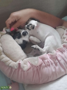 Minpin Chihuahua Mix Listing Image