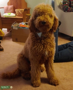 F1B Goldendoodle Listing Image
