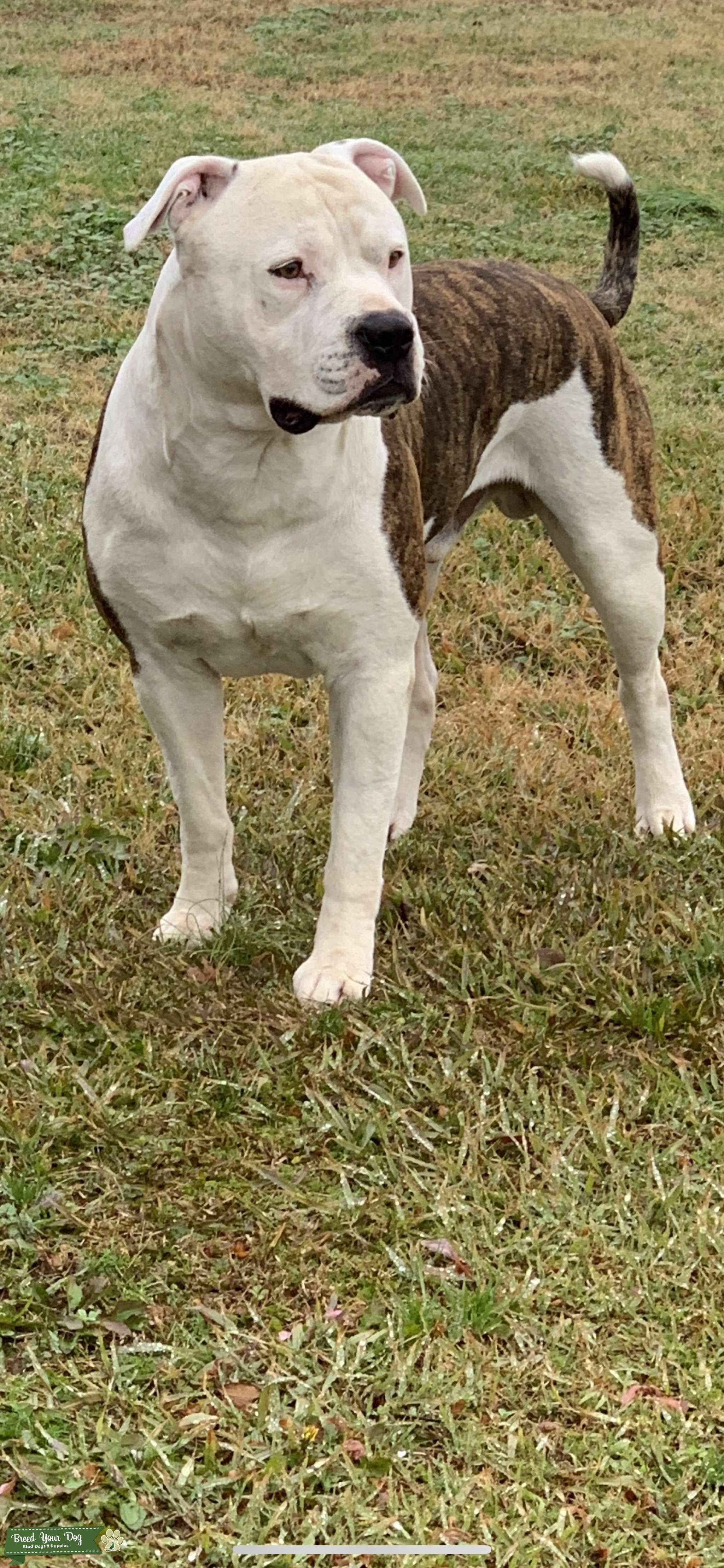 American Bulldog Stud Dog in North Carolina, the United States