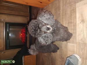 Silver /Blue toy poodle Listing Image