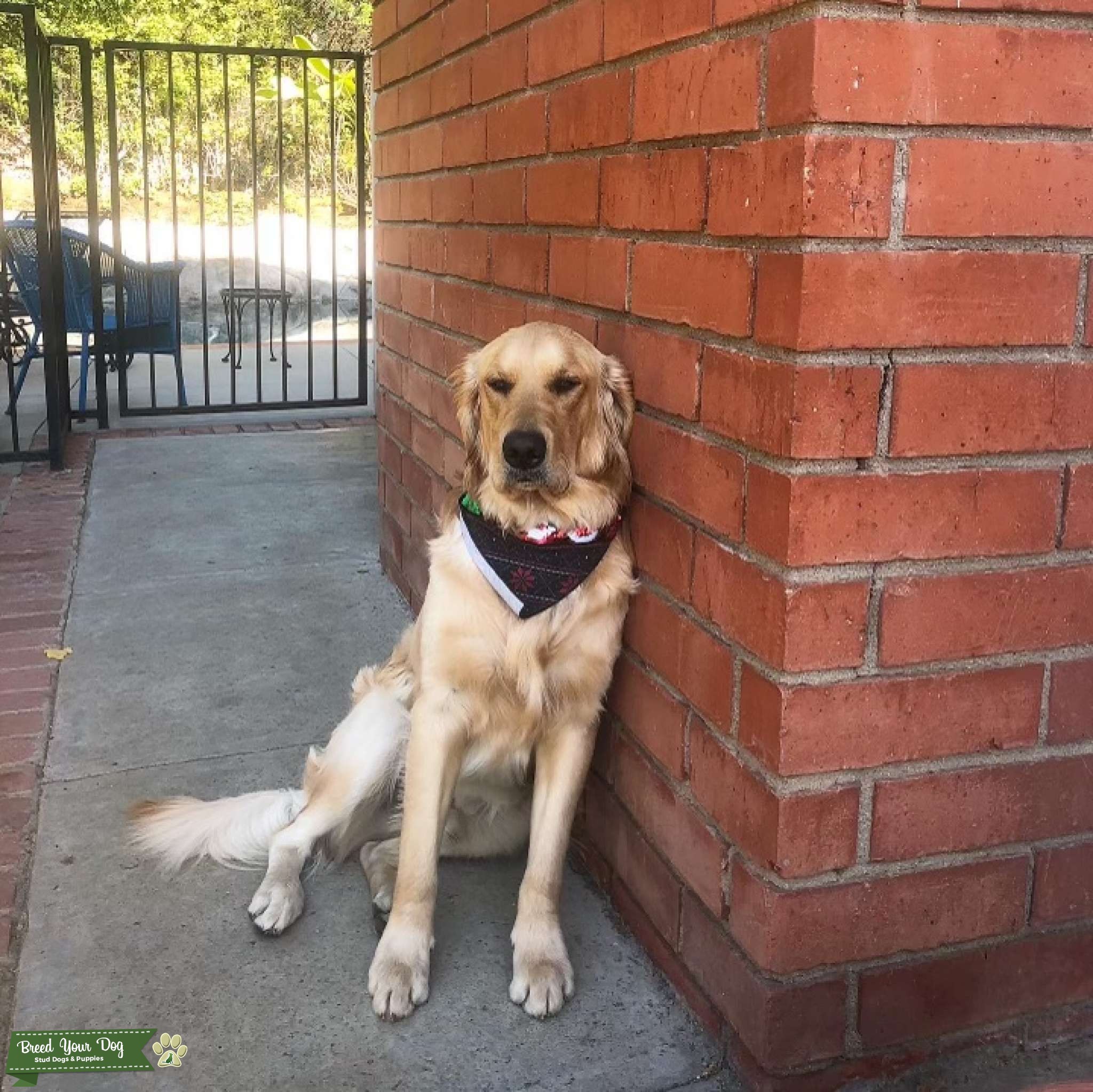 Pure Golden Retriever Stud Dog in Orange County, the United States