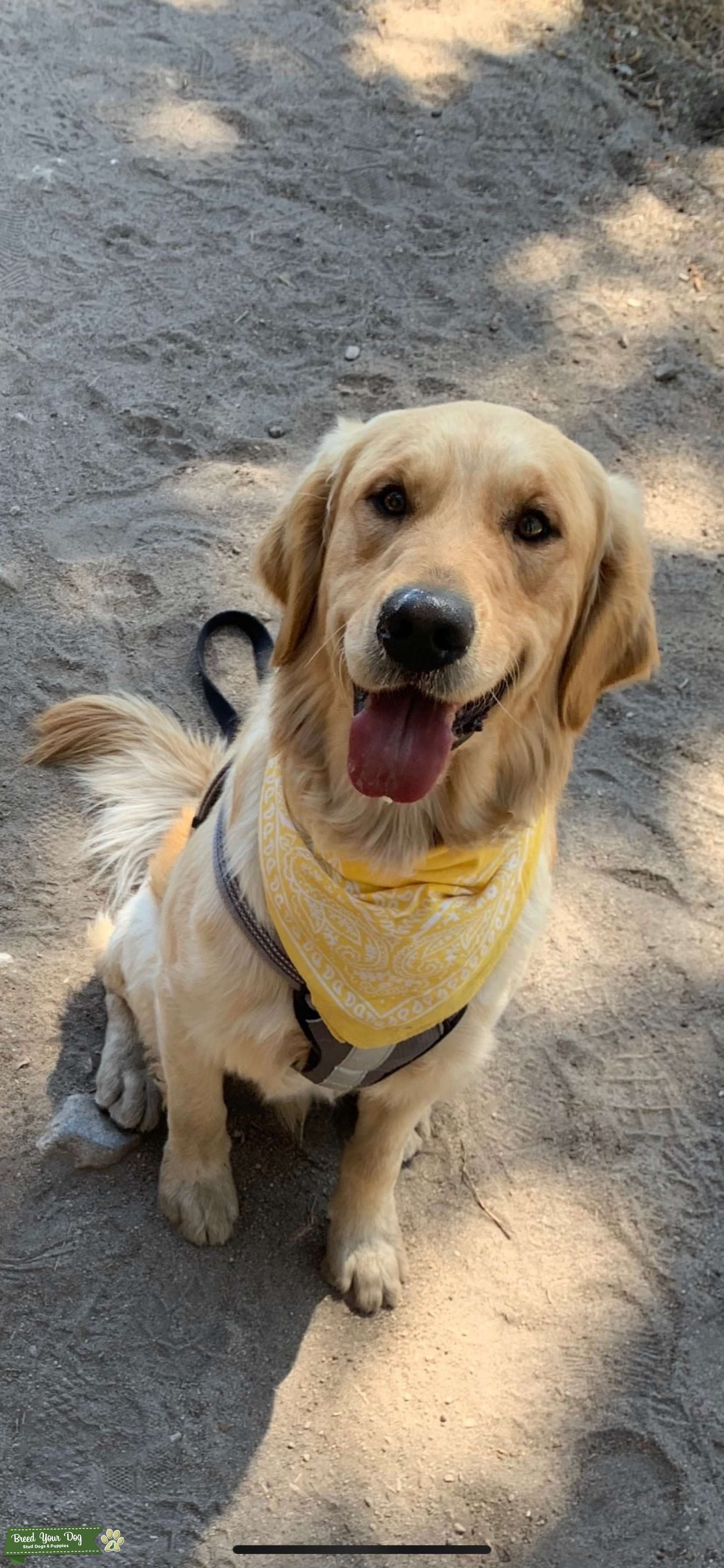 Pure Golden Retriever Stud Dog in Orange County, the United States