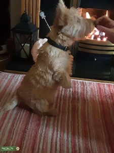 KC registered male wheaten Scottish terrier, ready for stud. Has all up to date vaccinations and will be health checked by vet.  Listing Image