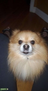Stud looking to breed Listing Image