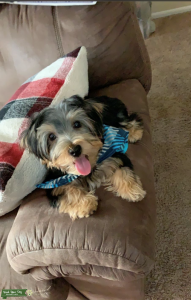 Bubba is a pure breed yorkshire terrier looking for a mate to have puppies. Listing Image