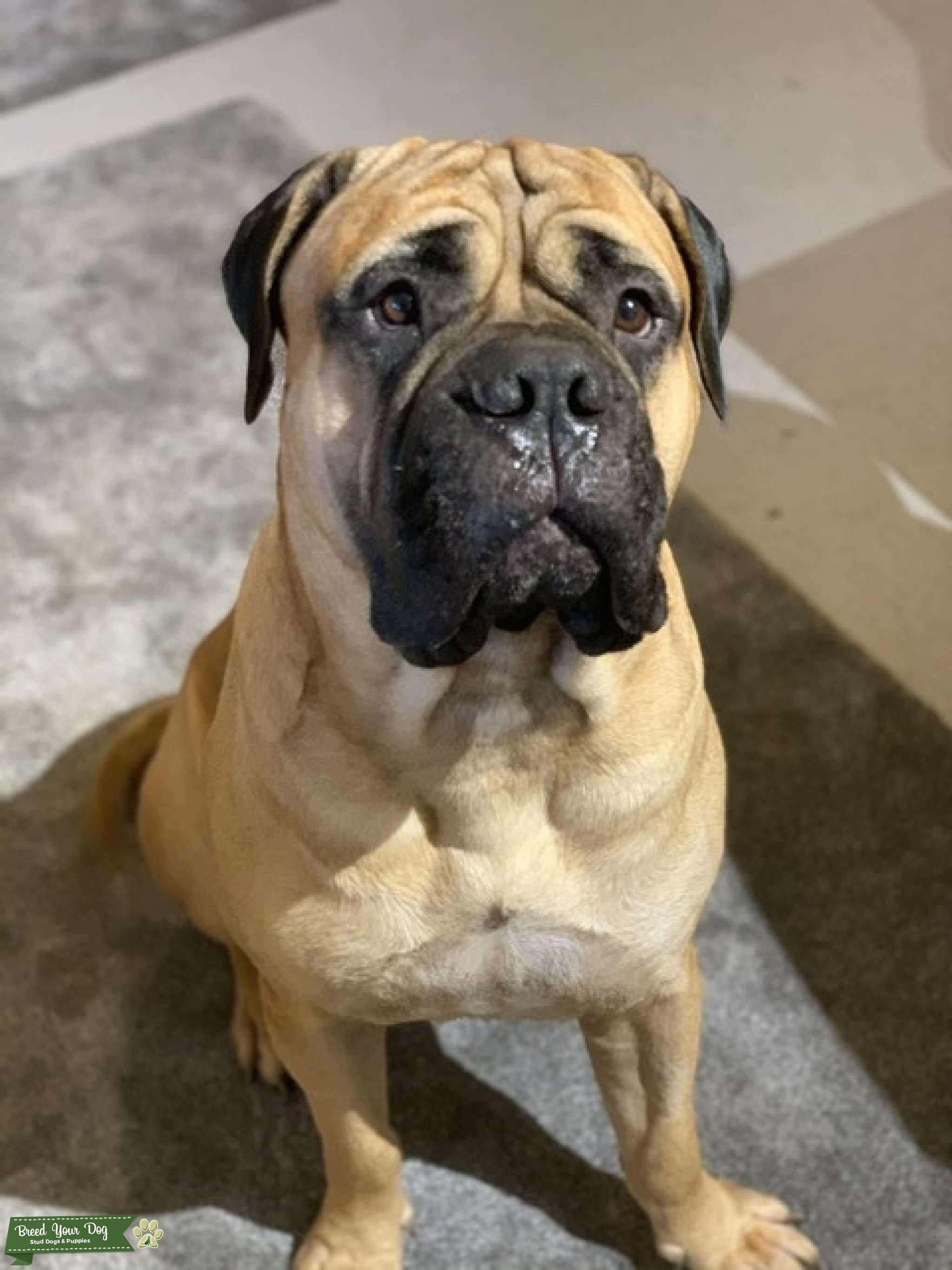 Looking to stud my dog Stud Dog in West Dunbartonshire , United Kingdom Breed Your Dog