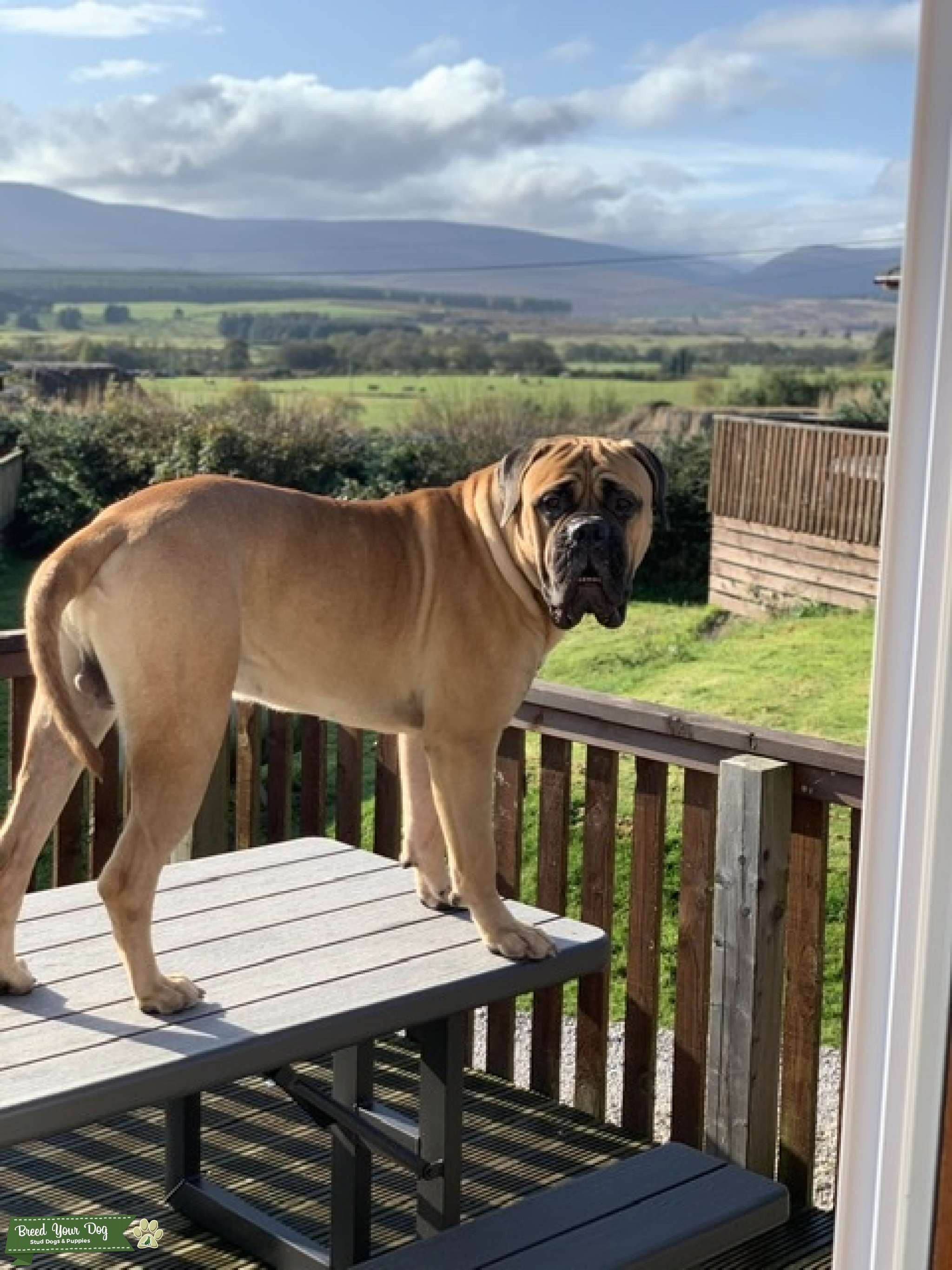 Looking to stud my dog Stud Dog in West Dunbartonshire , United Kingdom Breed Your Dog